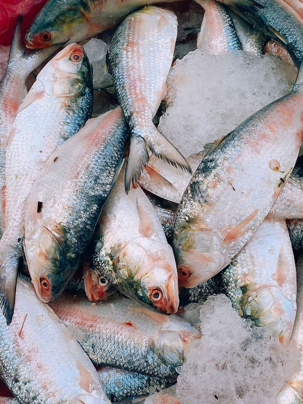 Hilsa fish on crushed ice