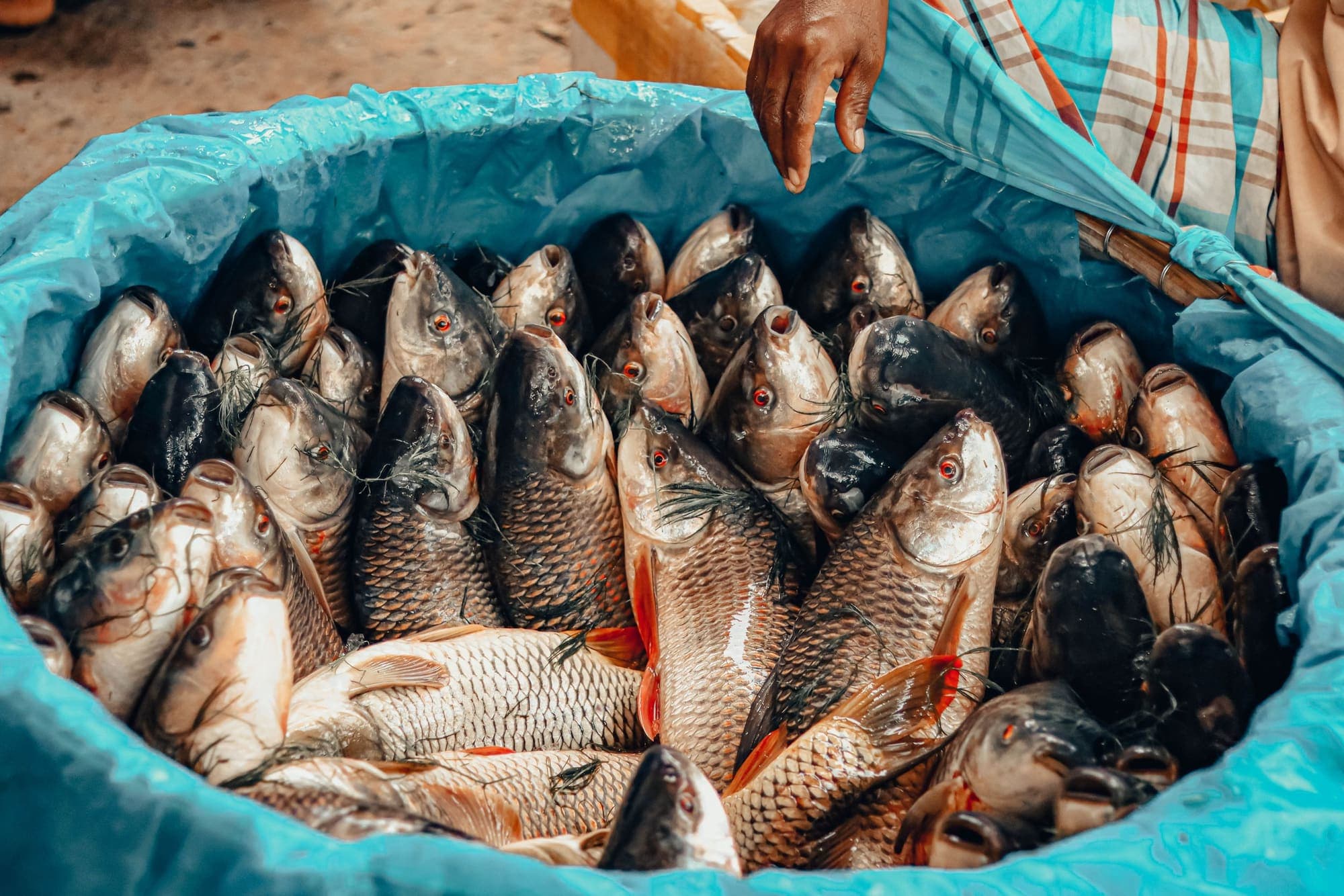 Freshly caught fish in a turquoise basket at a market