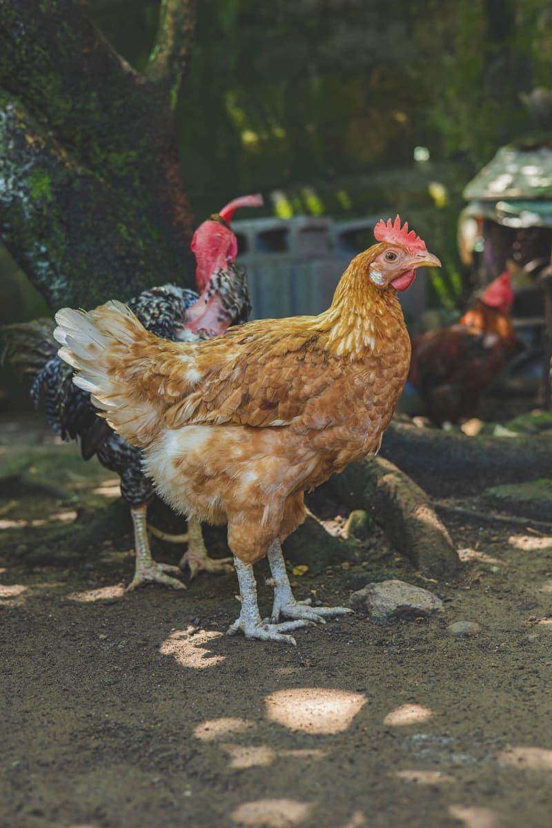 A brown hen standing in a farmyard