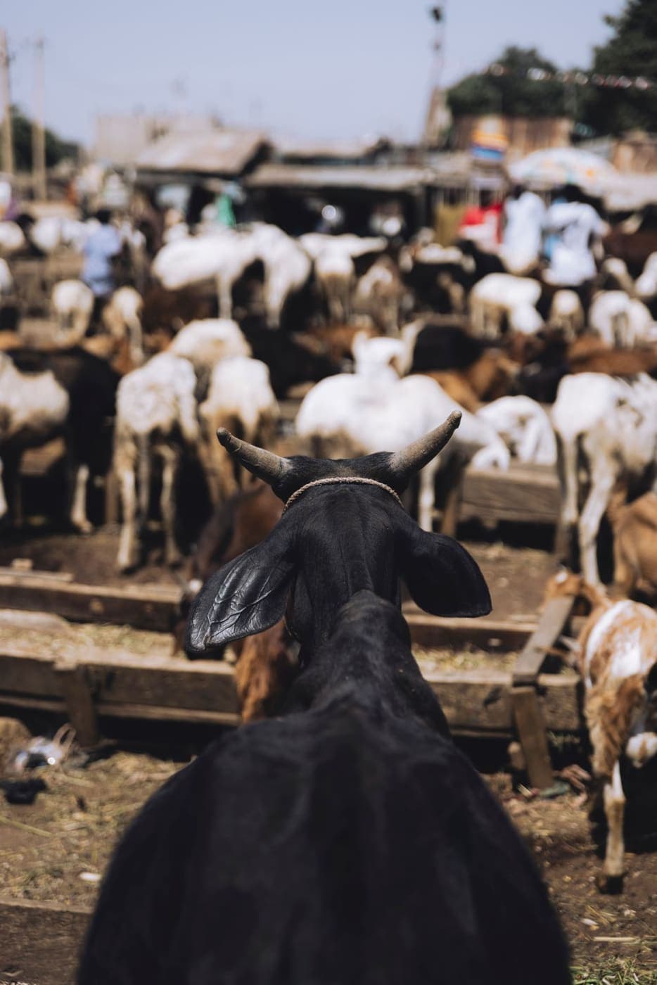 Livestock gathered at a busy animal market