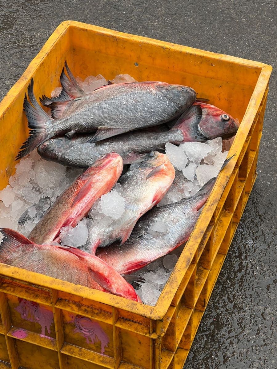 Fresh fish packed with ice in a yellow crate