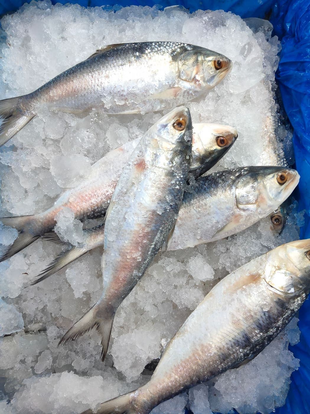 Silver hilsa resting on ice in a blue tray