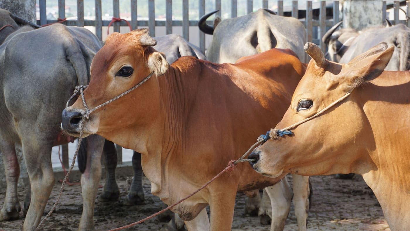 Cattle standing together at a livestock market