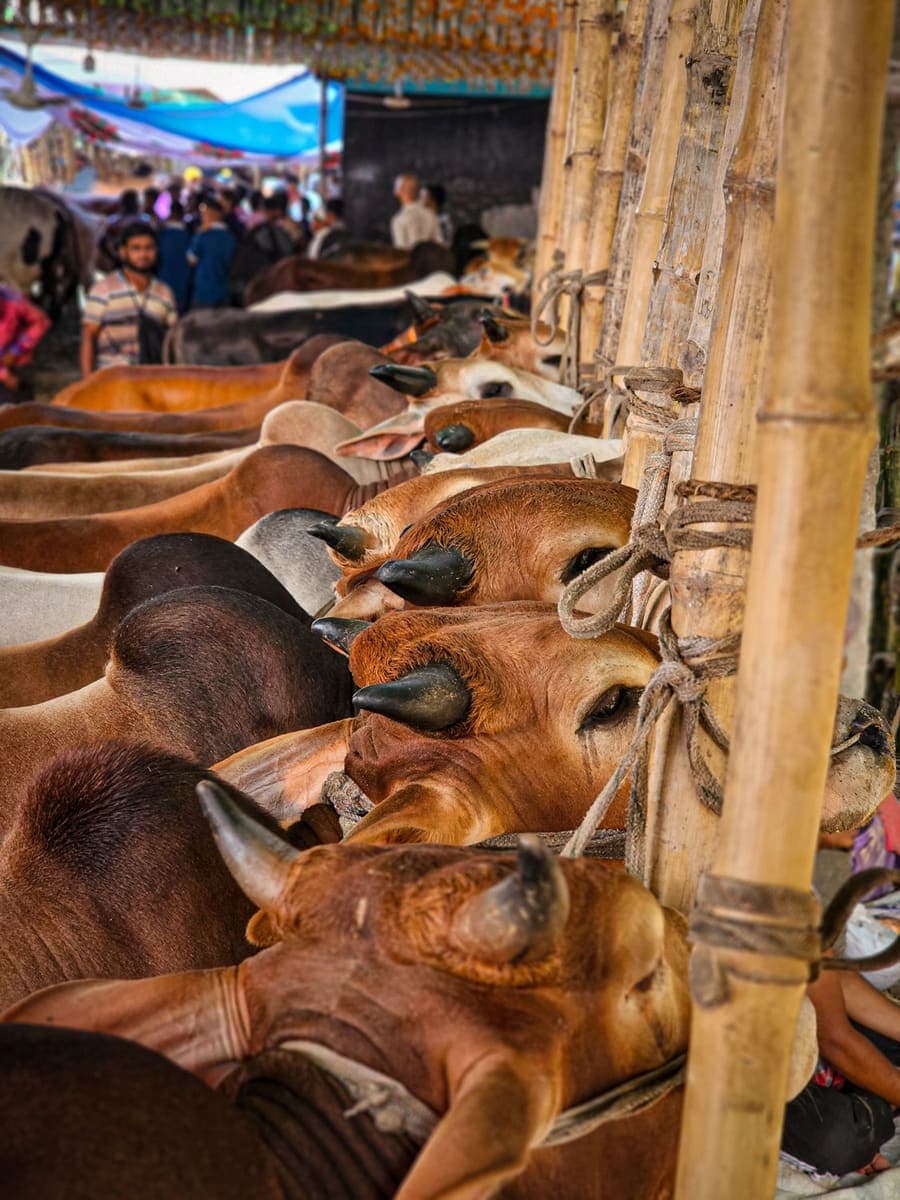 Cattle tied along bamboo rails at a livestock haat