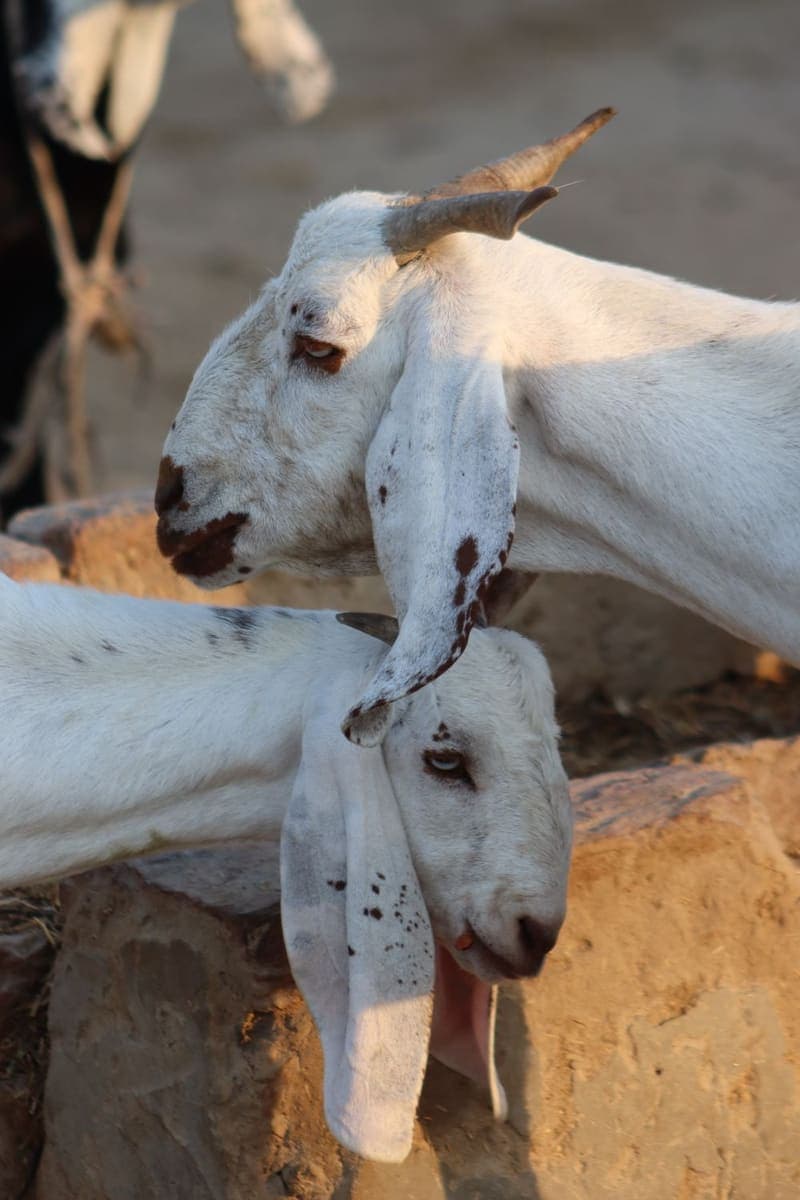White goats resting their heads on a wall