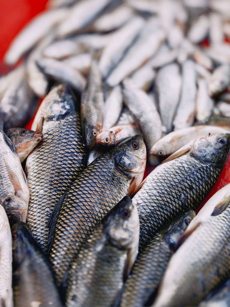 Close-up of fresh river fish at a market