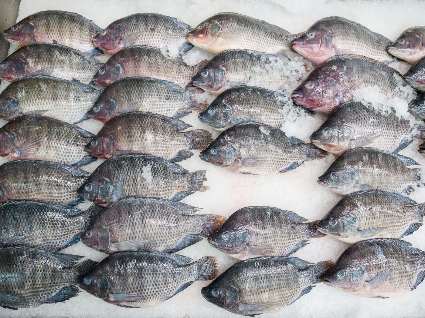 Rows of fresh tilapia on ice