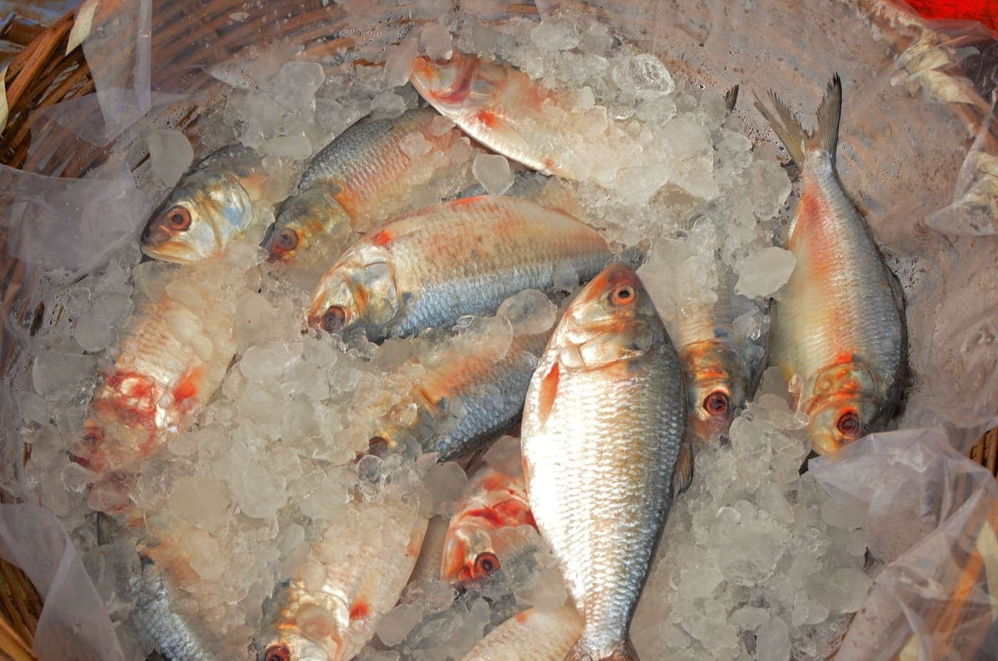 Fresh fish laid on crushed ice