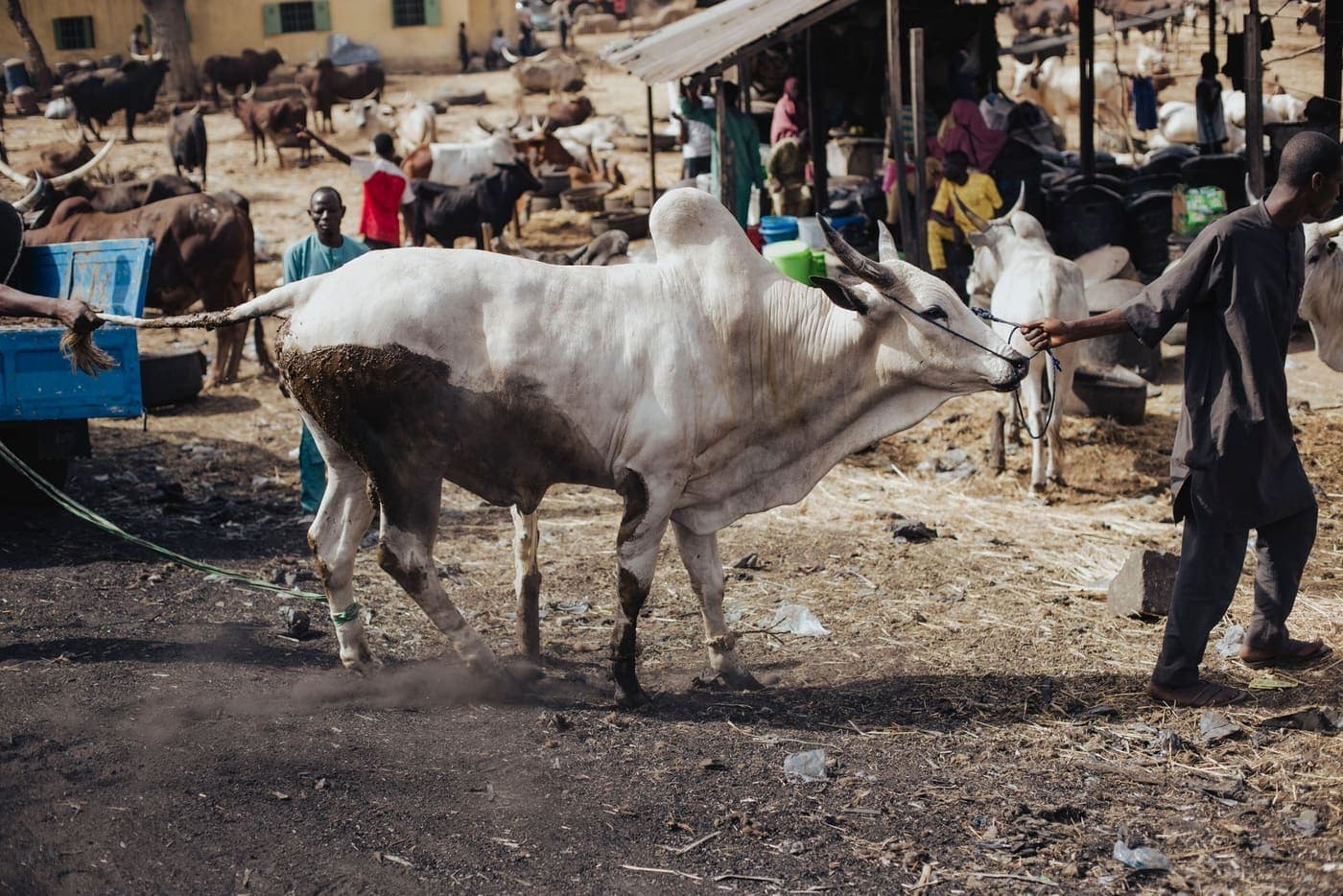 A white humped bull at a livestock haat